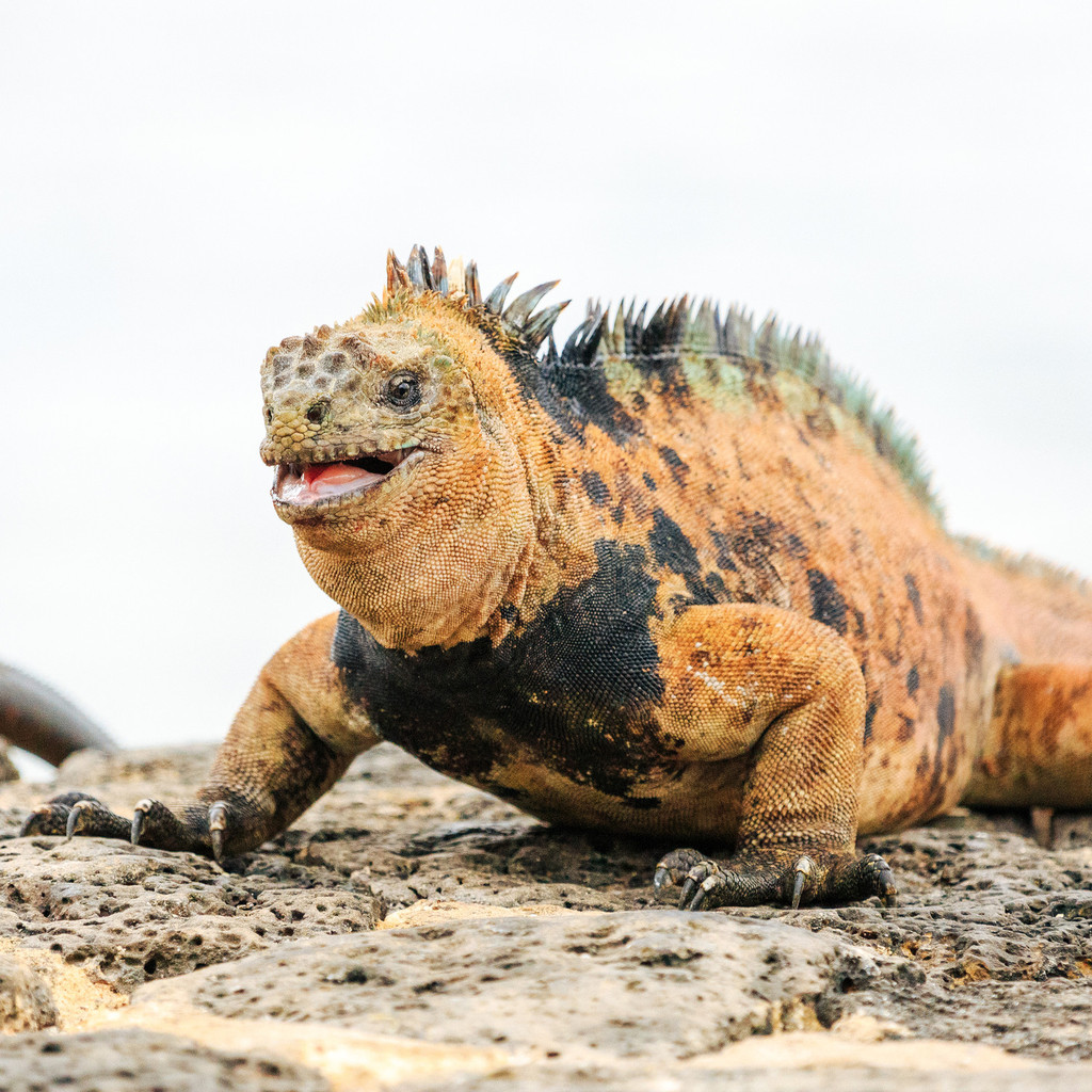 海鬣蜥(marine iguana)
