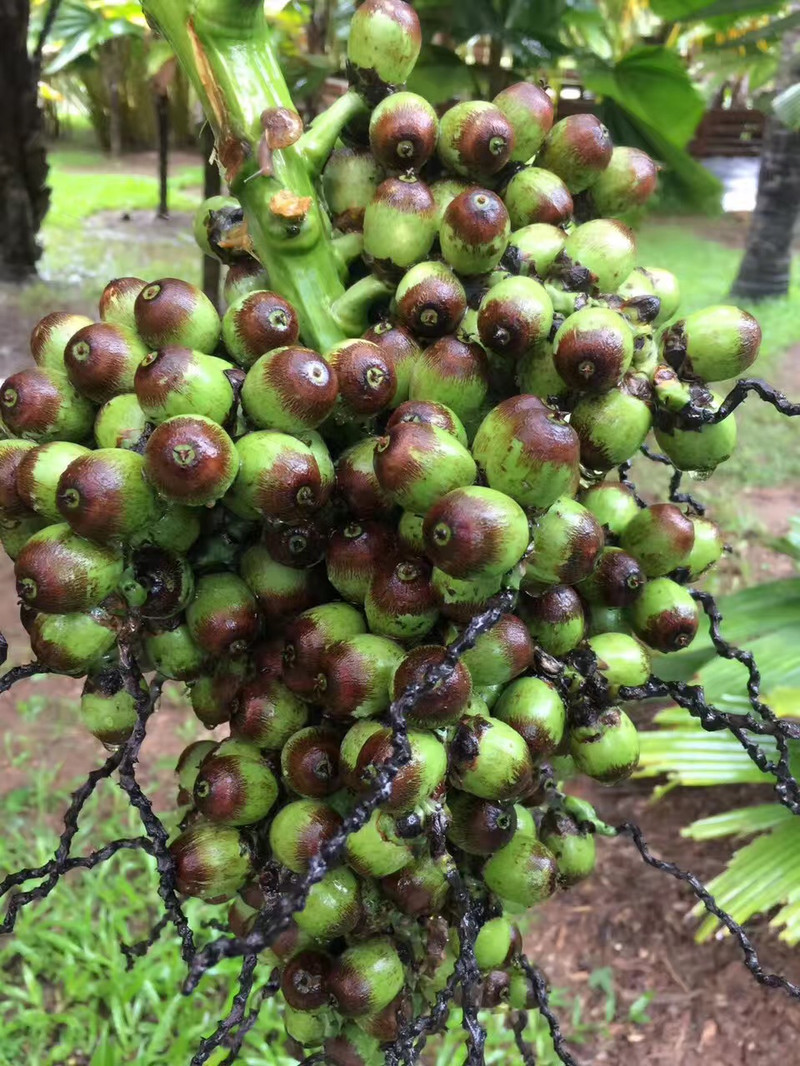 毕业季 丨 迷失在西双版纳热带雨林