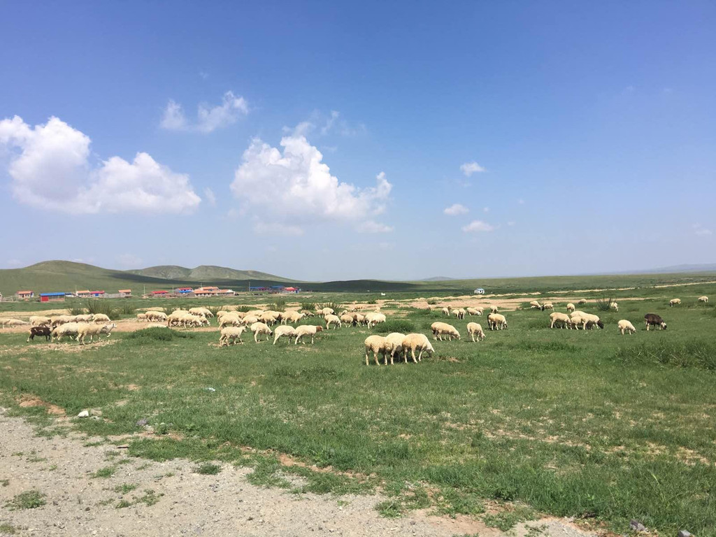 今日行程,海流图-锡林郭勒盟 镶黄旗,遍地都是各种颜色漂亮的小花,摘