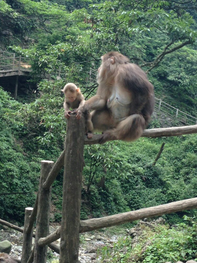 完全不敢接近的峨眉灵猴,似孙悟空