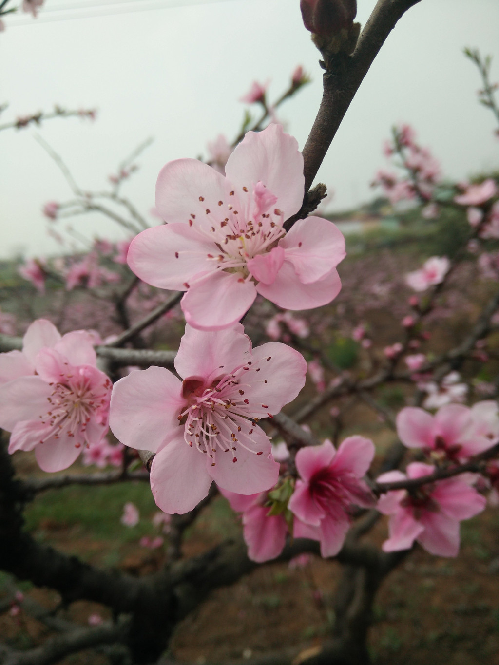 春天我们相约青白江龙门桃花沟