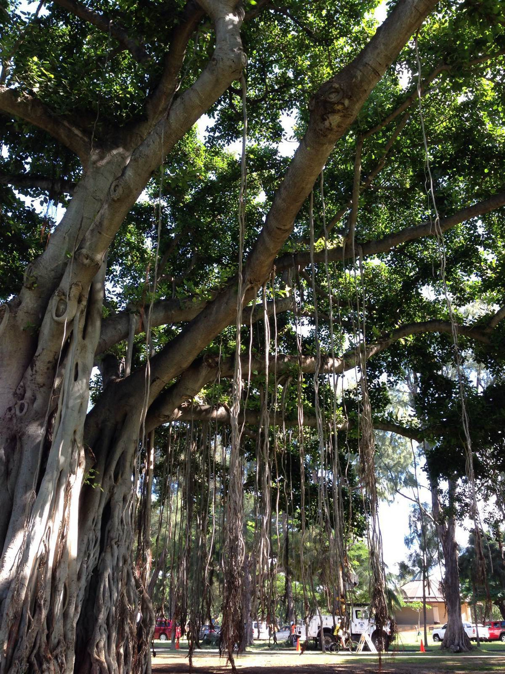                          大榕树