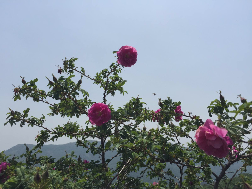妙峰山玫瑰园                              