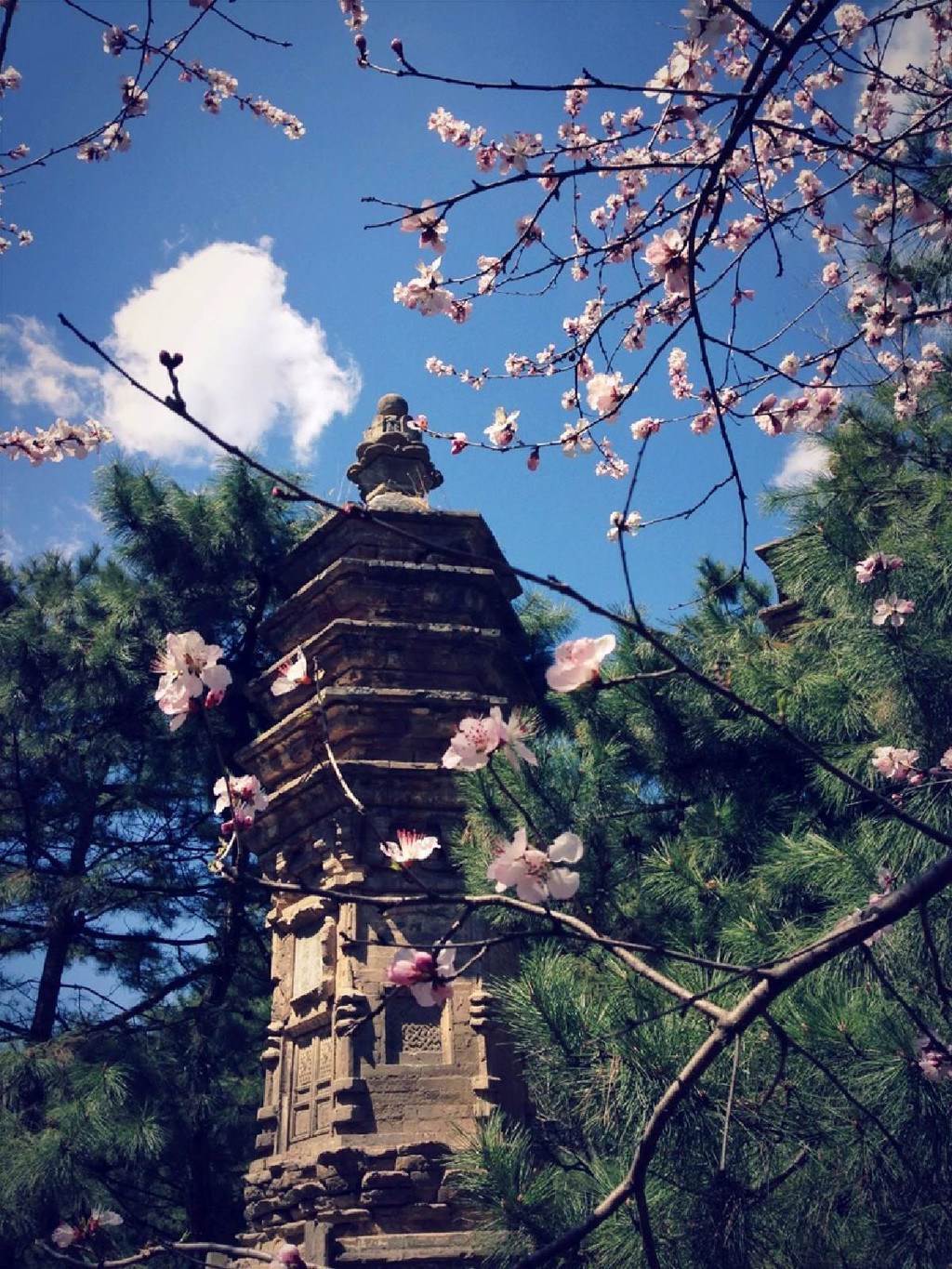 潭柘寺-塔林与桃花