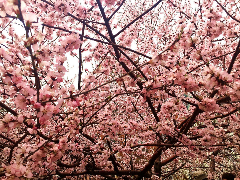 天津桃花堤