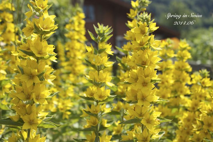 瑞士13日火车自由行,游遍苏黎士、伯尔尼、日