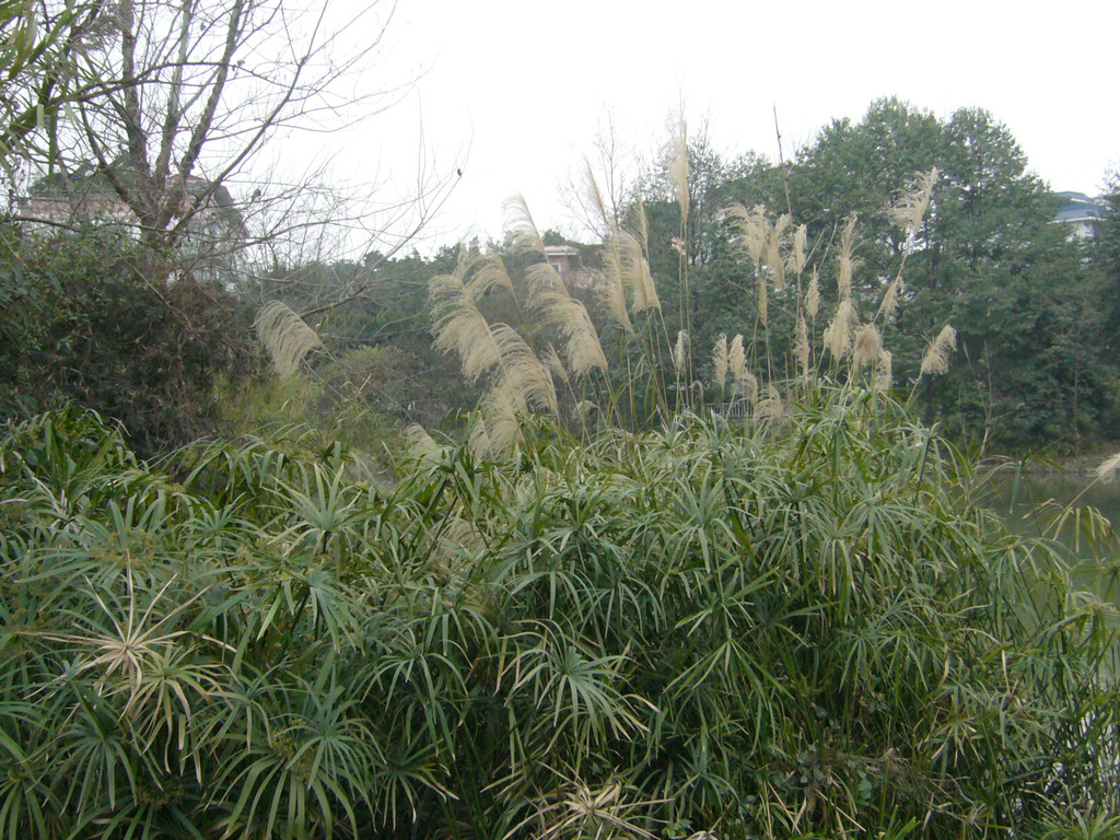 浣花溪-草堂路