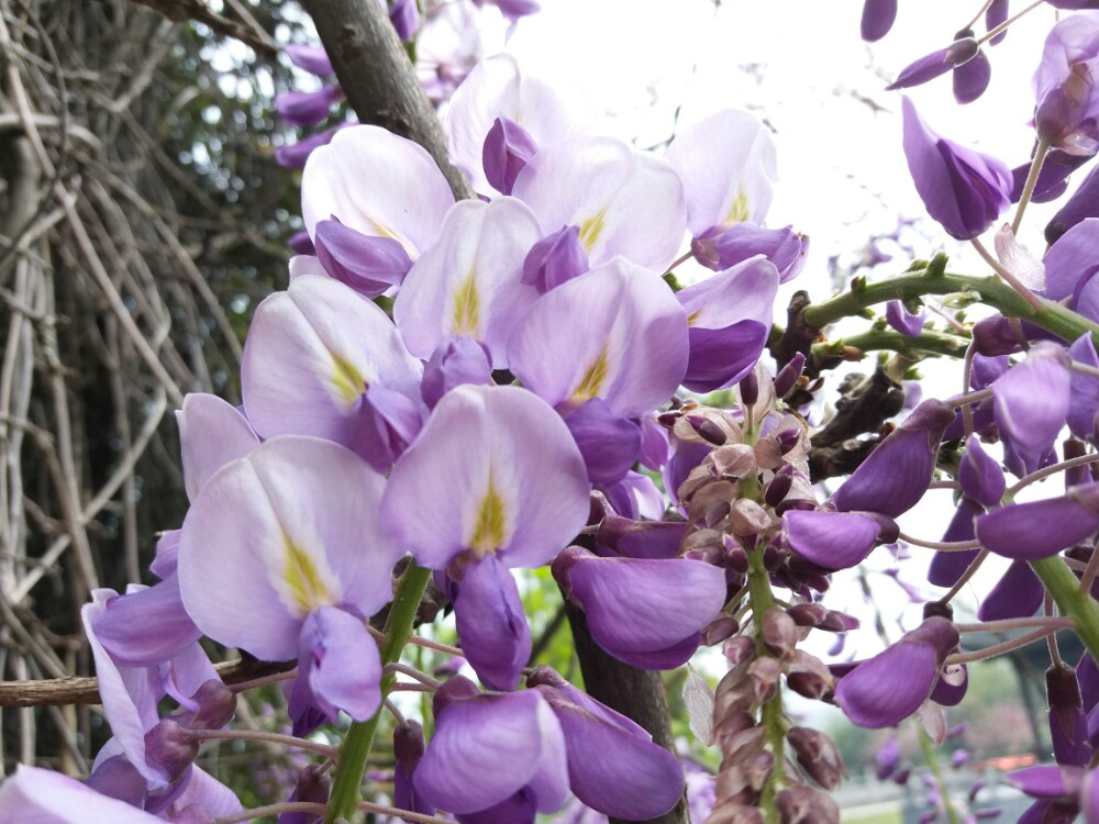 紫色一串串垂下来的花图片