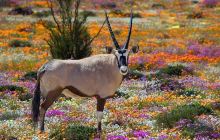 西班牙葡萄牙几月去最好?