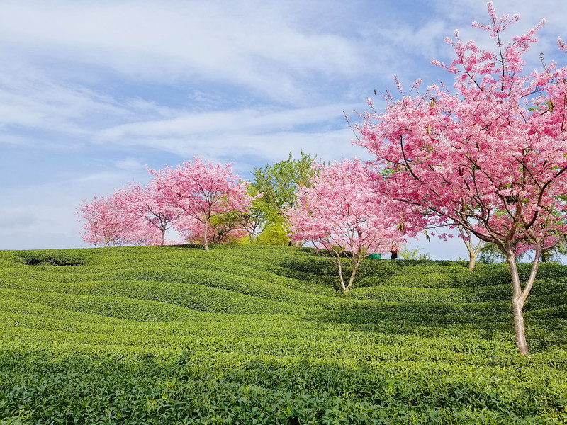 【福建 龍巖】永福櫻花園|3月一場說走就走的旅行