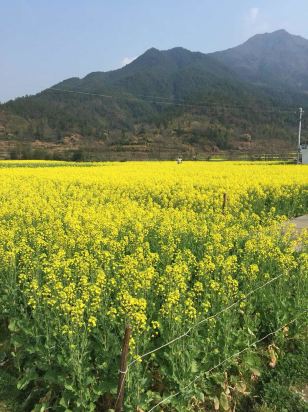 婺源龙尾山客栈