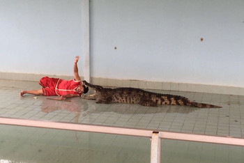 泰国曼谷芭提雅 珊瑚岛格兰岛四日游