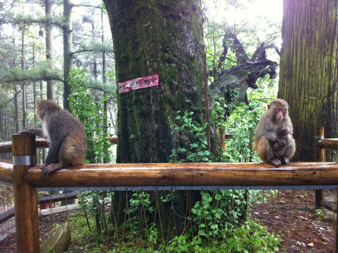 一山飞峙大江边-登庐山